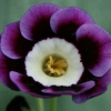 Primula Auricula Mandarin - Abriachan Nurseries